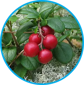 Arctic Lingonberry
